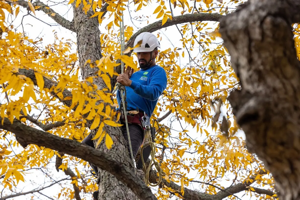 Skilled Storm Damage Cleanup crew working in Dodge